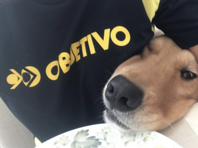 Cachorro testemunha de Jeová