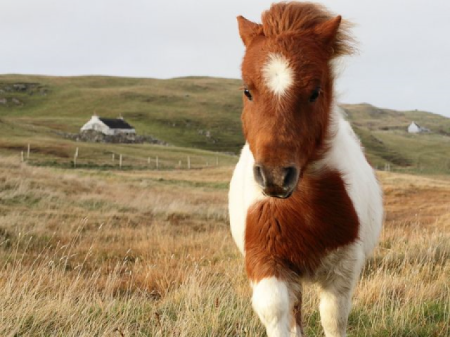 Shetland pony