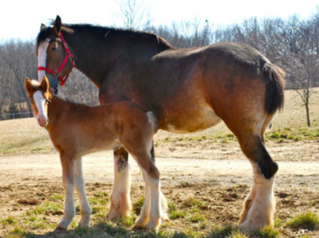 Clydesdale