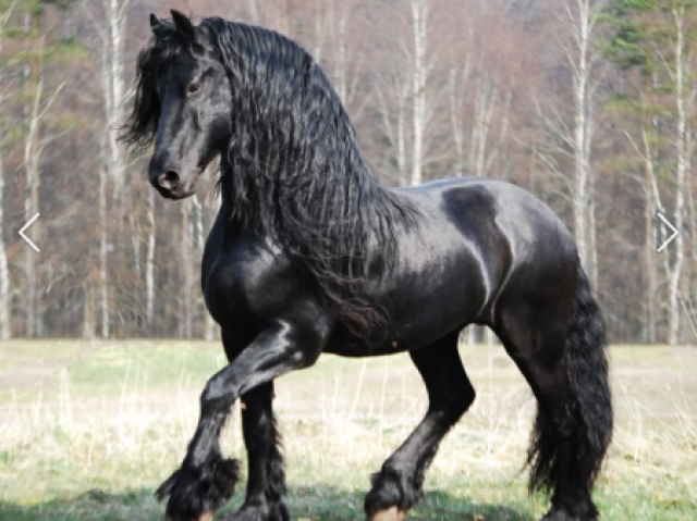 Friesian(frísio)