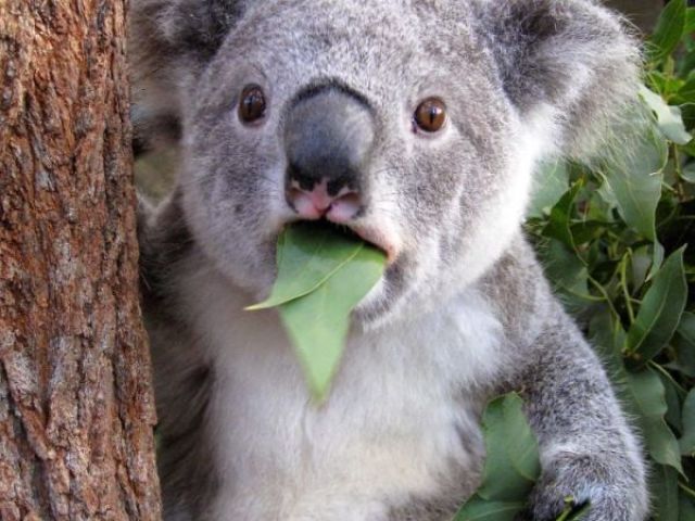 KOALA