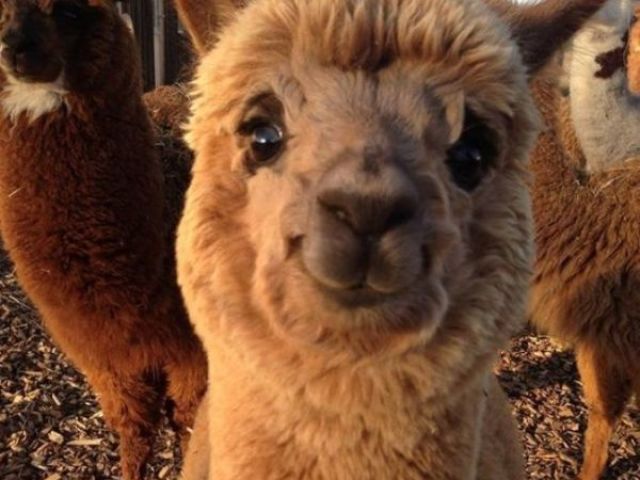 ALPACA