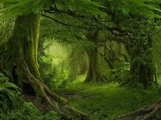 Floresta