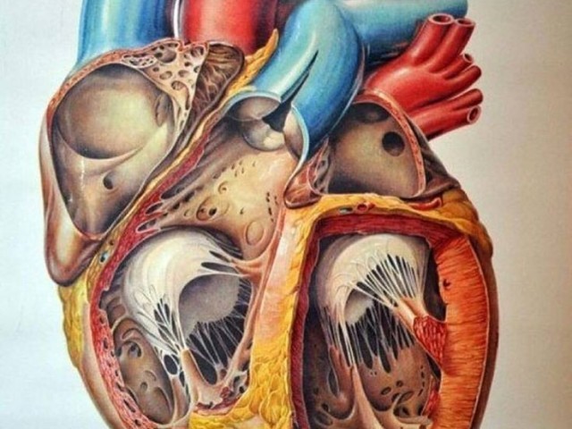 Cardiologia