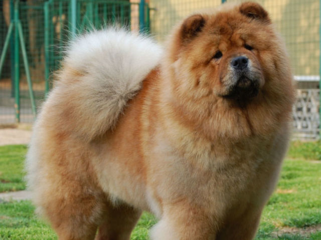 CHOW CHOW