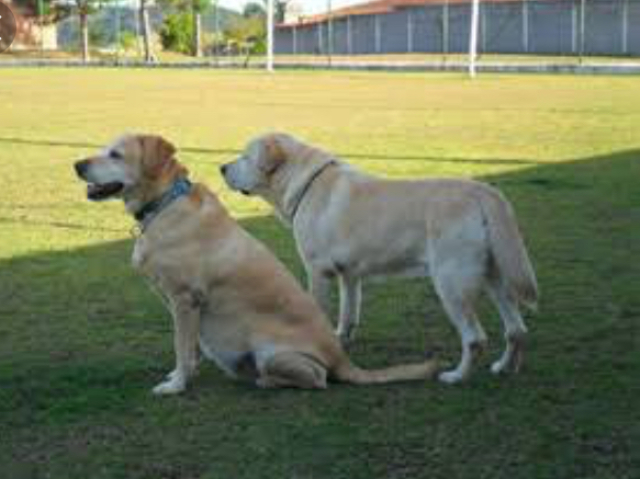 Lugar para cachorro