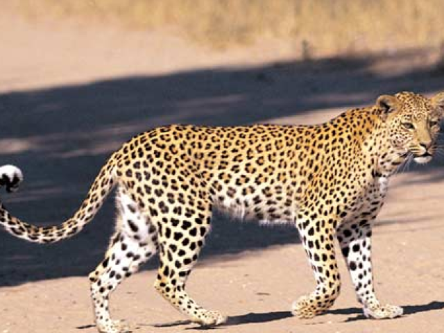 Leopardo