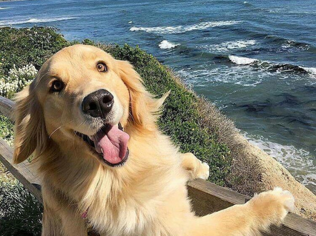 Cachorro