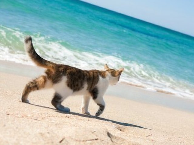 Gato