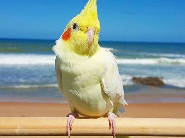 Calopsita