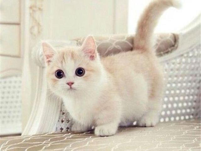 Gatinho Nyah ! ~