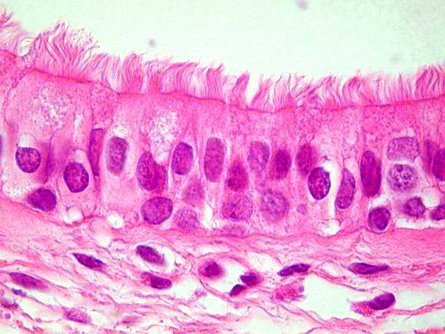 Quiz: Citologia e histologia