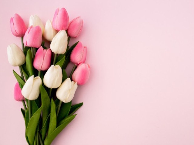 Tulipa