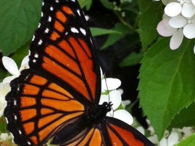 Borboleta