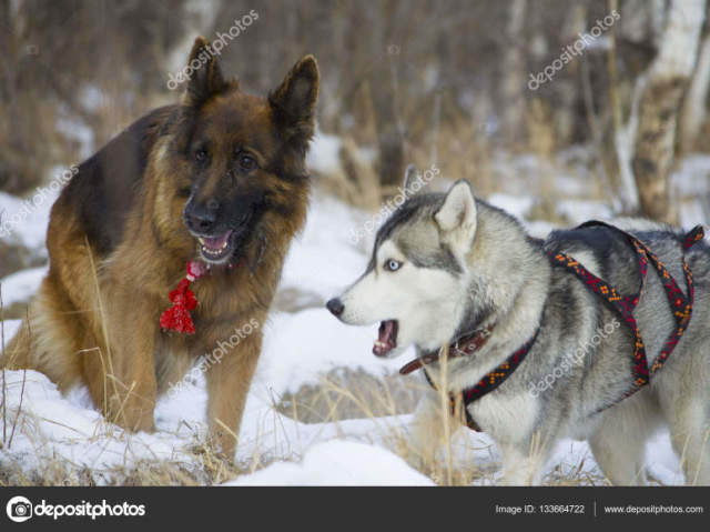 Pastor Alemão e Husky Siberiano