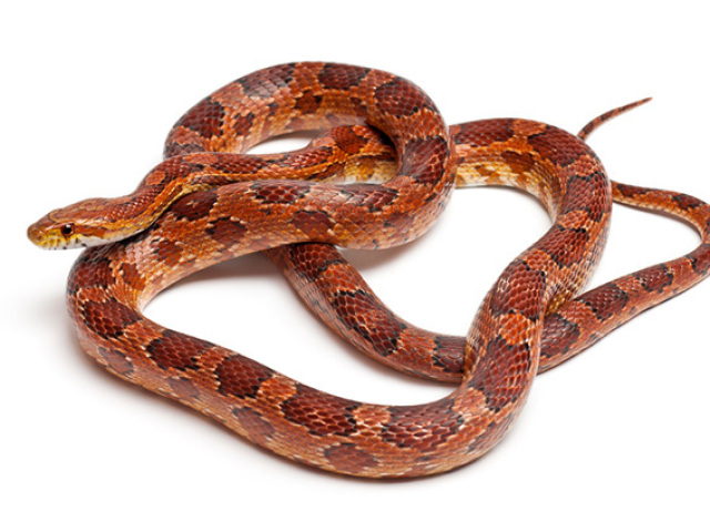 serpente