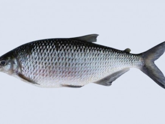 peixe