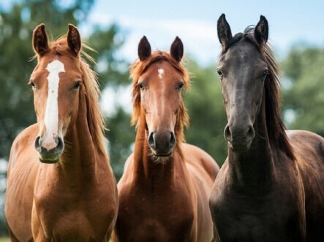Qual a raça destes cavalos?