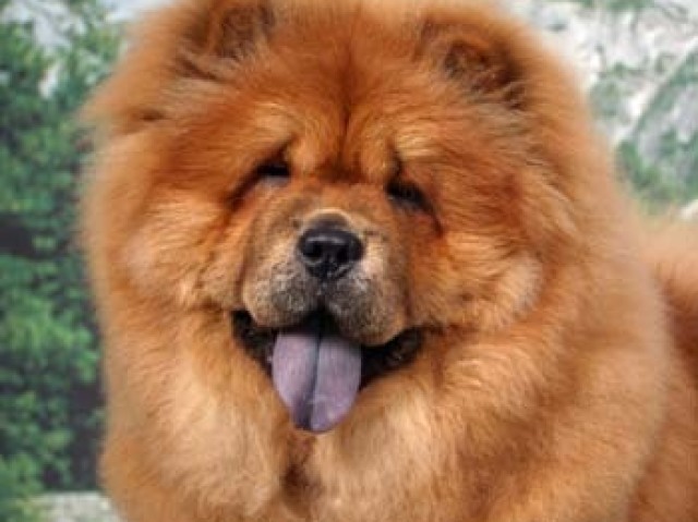 Chow chow