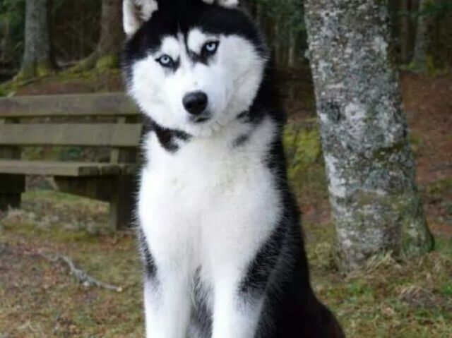 Husky siberiano