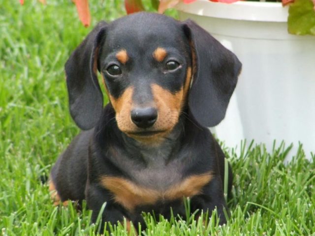 Dachshund