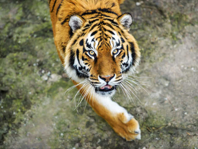 Tigre