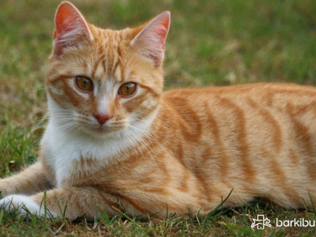 Gato