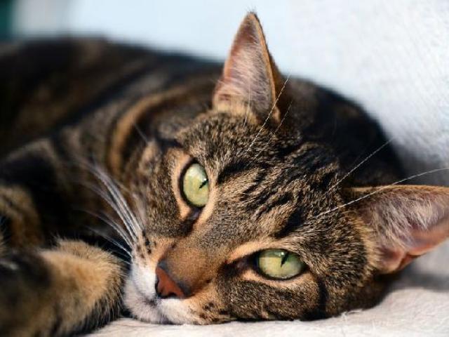 Qual felino mais combina com a sua personalidade?