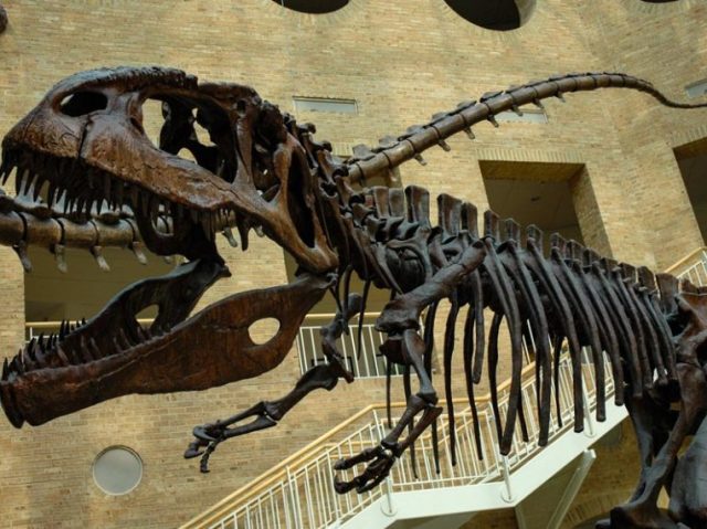 Teste seu conhecimento sobre Dinossauros!