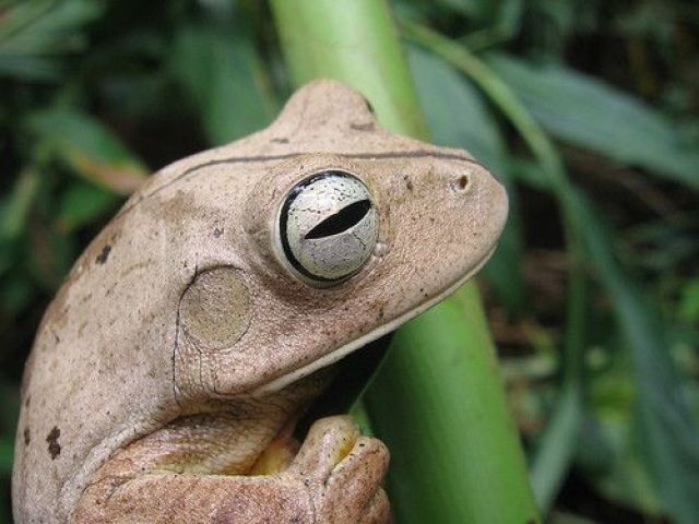 sapo ferreiro