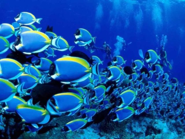 Peixe