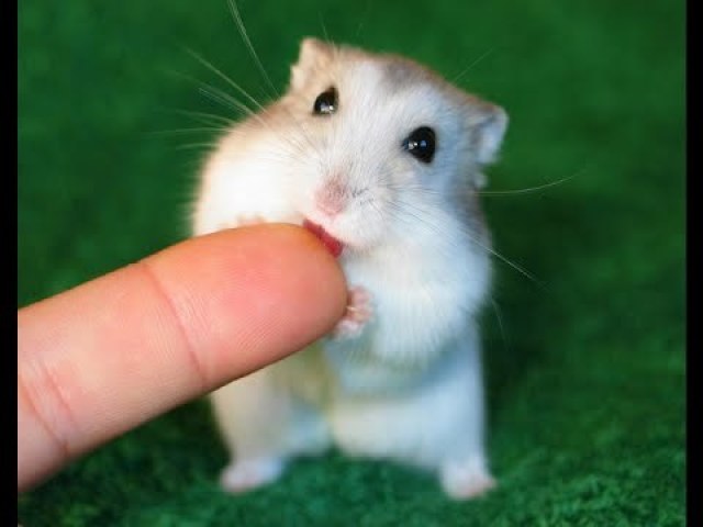 hamster