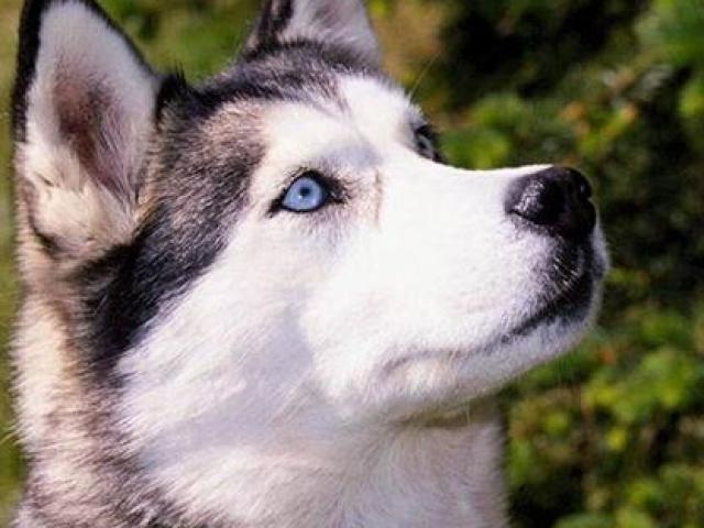 Cachorrinho Husky siberiano