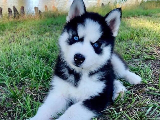 Husky Siberiano