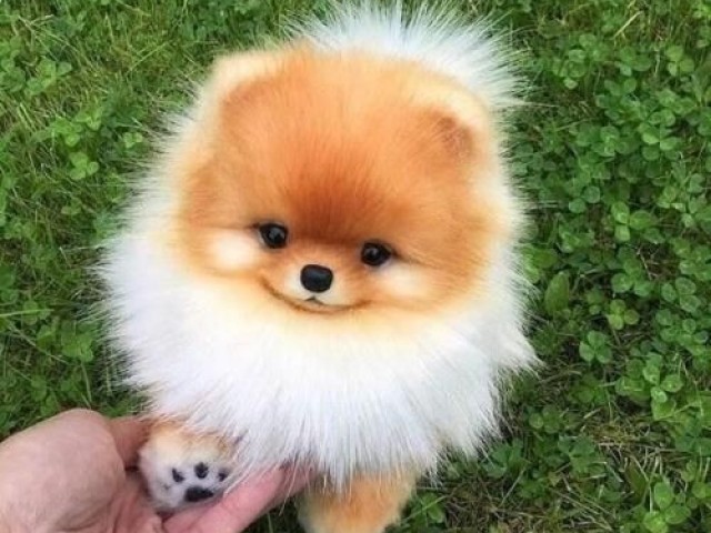 Lulu da Pomerânia