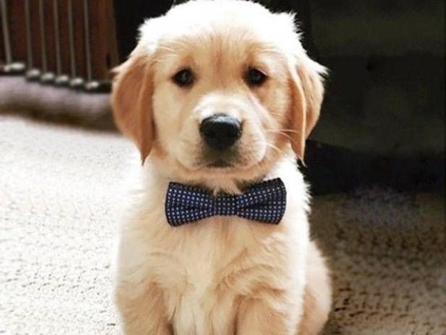 Golden retriever