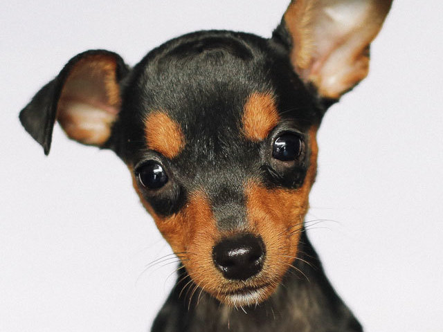 pinscher