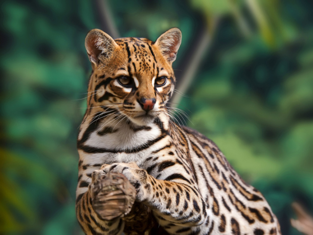 Teste sobre os felinos.
