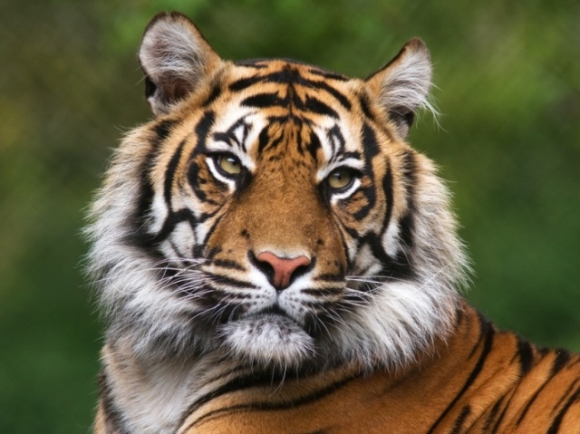 Tigre