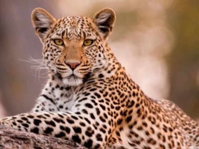 Leopardo