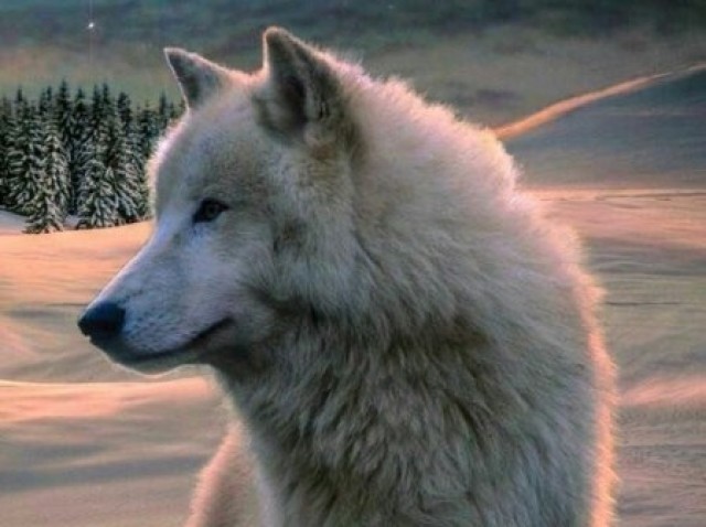 Lobo da neve