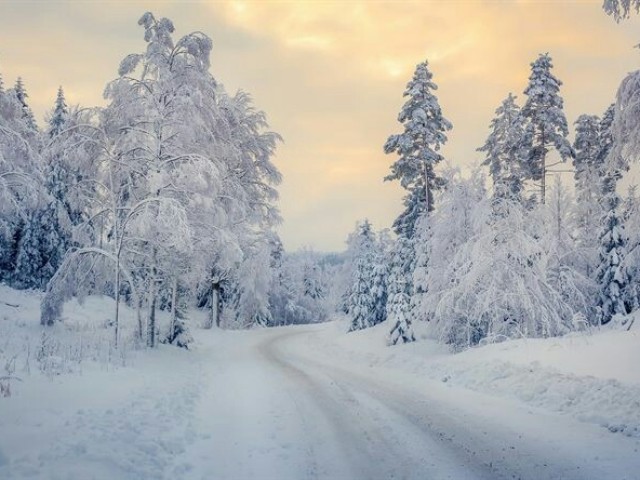 Floresta da neve