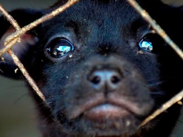 Não gosto de animais