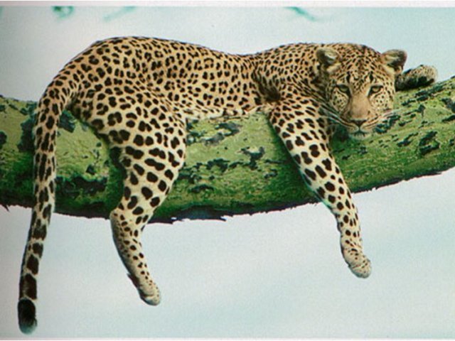 leopardo