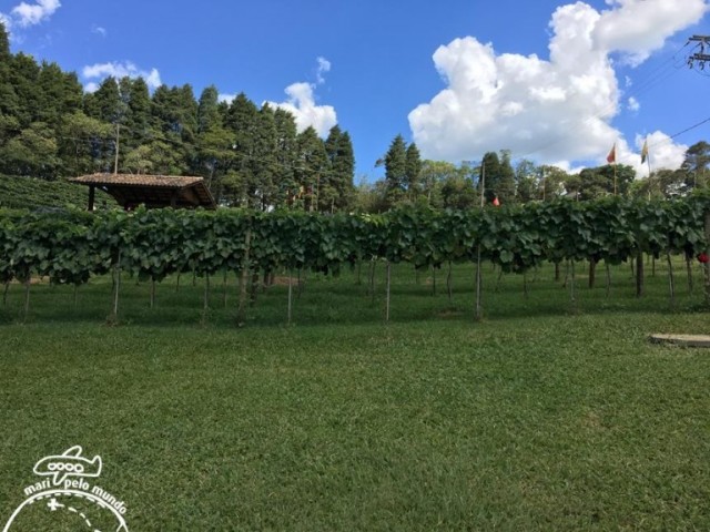 campo perfeito para ler um livro