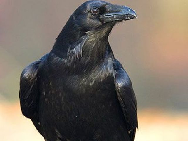 Crow