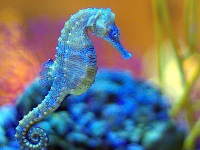 Seahorse