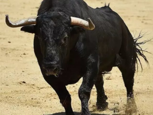 Bull