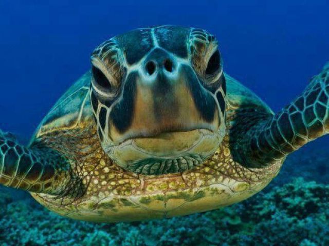 Turtle