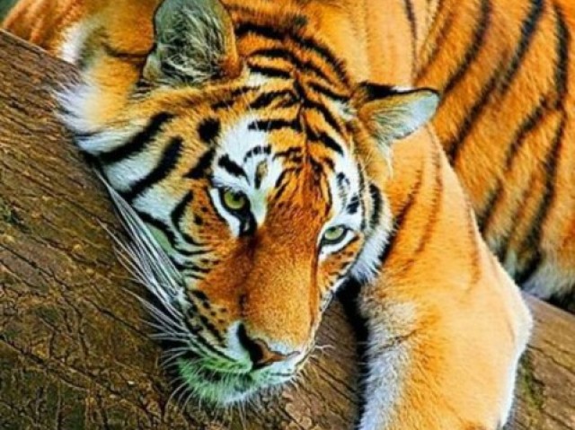 Tigre